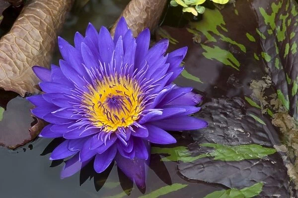 Flower of a Cape Blue Water Lily -Nymphaea capensis-, Bavaria, Germany