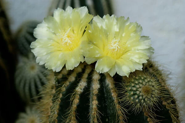 Flowering Notocactus -Notocactus spec-