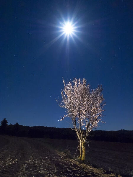 Flowery almond-tree illuminated by the moonlight