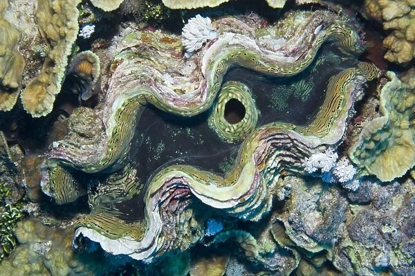Fluted Giant Clam or Scaly Clam -Tridacna squamosa-, Red Sea, Egypt