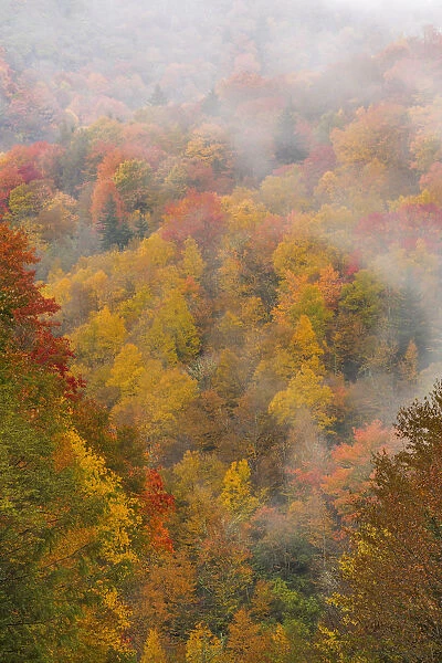 Fog over autumn colored forest, North Carolina, USA