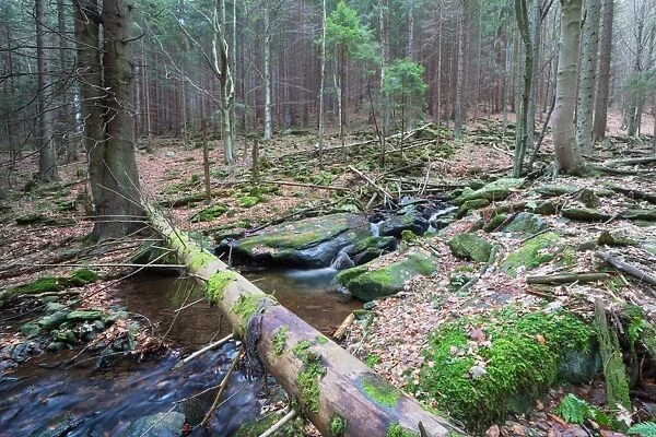 Forest brook (river) with moss covered stones, long exposure