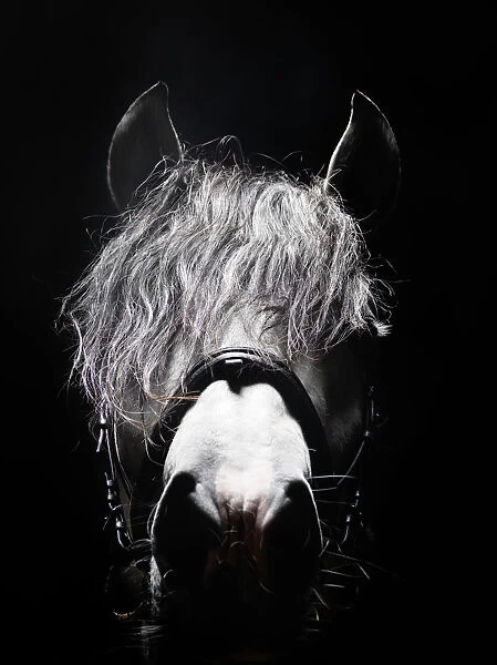 Frontal head portrait of grey horse