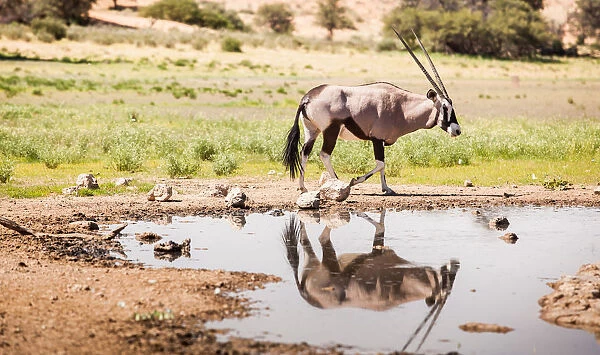 The gemsbok or gemsbuck (Oryx gazella) is a large antelope in the Oryx genus. It is native to the arid regions of Southern Africa, such as the Kalahari Desert. Some authorities formerly included the E
