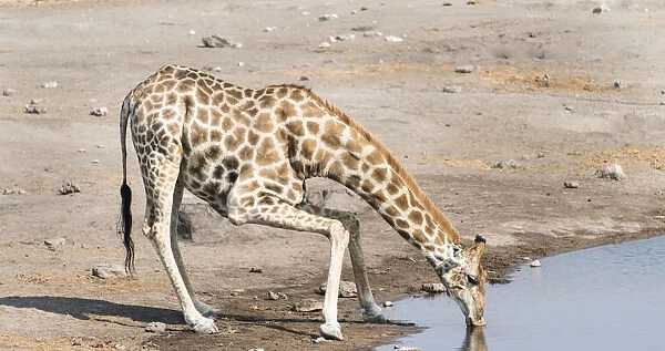 Giraffe -Giraffa camelopardis- drinking at the Chudob waterhole, Etosha National Park, Namibia