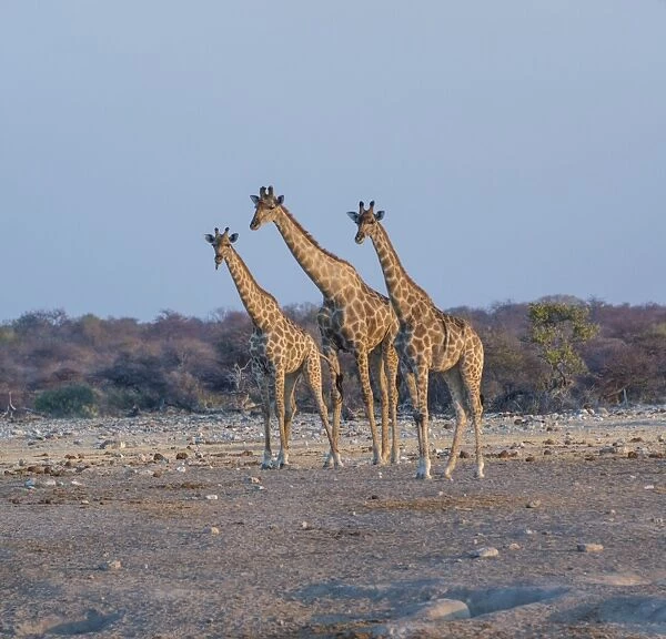 Giraffes -Giraffa camelopardis-, Chudop water hole, Etosha National Park, Namibia