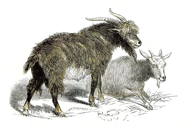 Goats engraving 1851