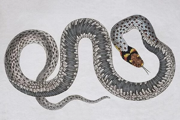 Grass snake (Natrix Natrix), hand-coloured copperplate engraving from Friedrich Justin