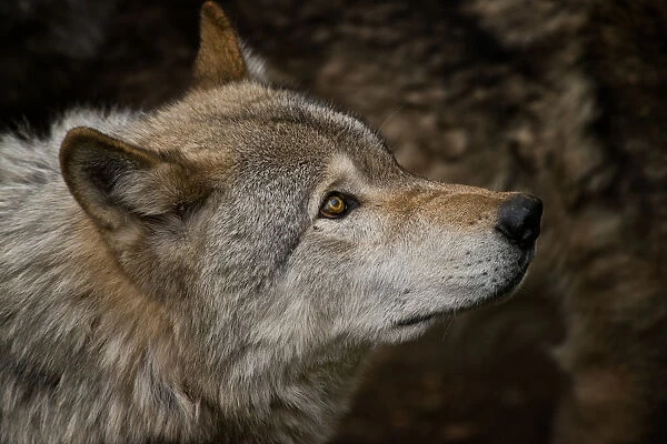 Gray wolf. A portrait of a gray or timber wolf looking up