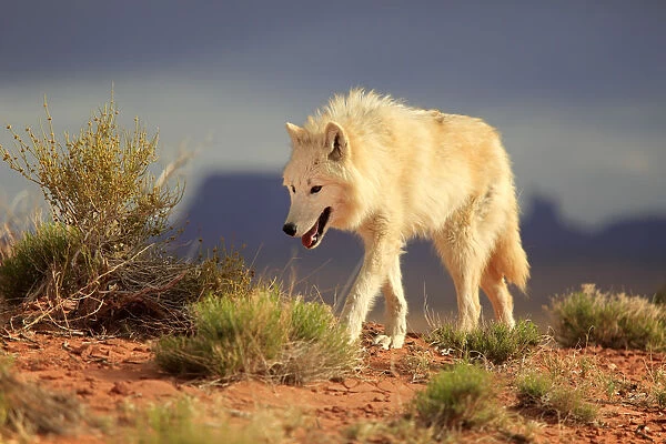 Gray wolf, timber wolf, (Canis lupus), Monument Valley, Utah, USA