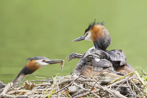 Great Crested Grebe -Podiceps cristatus-, feeding a chick at the nest, North Hesse, Hesse, Germany