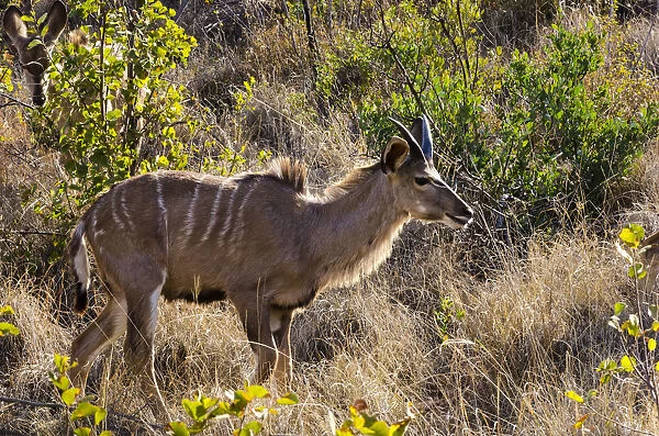 Greater Kudu, Mabalingwe reserve, Limpopo, South Africa