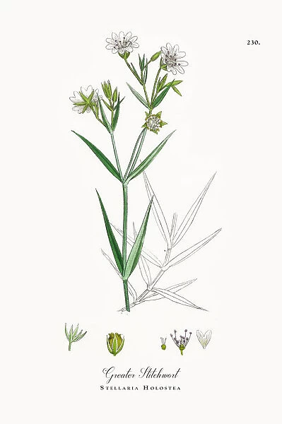 Greater Stitchwort, Stellaria Holostea, Victorian Botanical Illustration, 1863