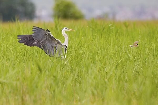 Grey Heron -Ardea cinerea- landing in the reeds shooing away a Reed Bunting -Emberiza schoeniclus- on Lake Neusiedl, Austria
