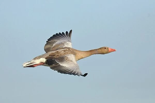 Greylag goose (Anser anser), in flight, Gunzenhausen, Altmuehlsee, Franconian Lake District, Franconia, Bavaria, Germany