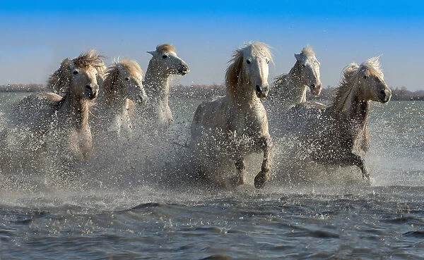 Group of white Camargue horses running through water, Camargue region, France