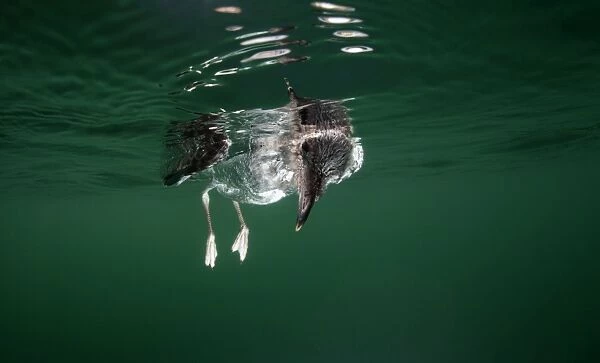 Gull in green water