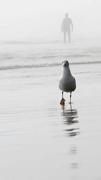 Gull and surfer