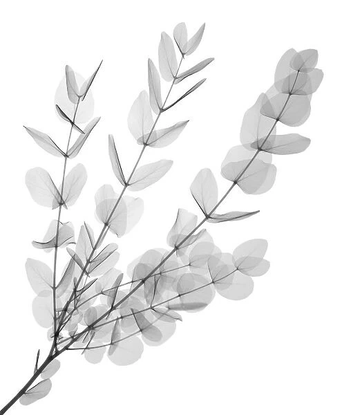 Gum tree (Eucalyptus cinerea), X-ray