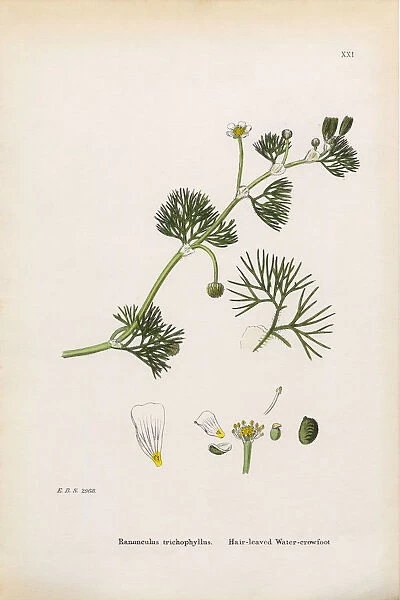 Hair-leaved Crowfoot, Ranunculus trichophyllus, Victorian Botanical Illustration, 1863