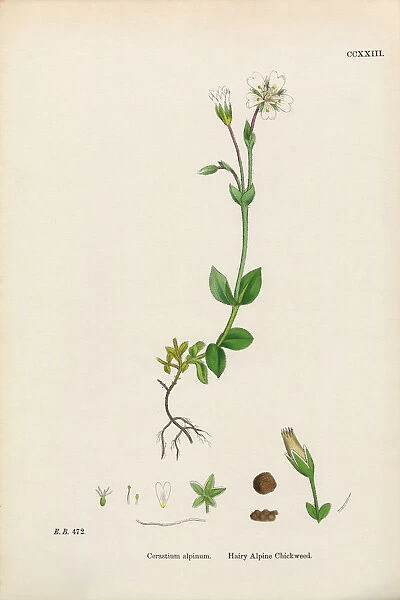Hairy Alpine Chickweed, Cerastium Alpinum, Victorian Botanical Illustration, 1863