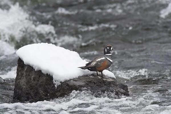 Harlequin Duck on a mid-stream rock