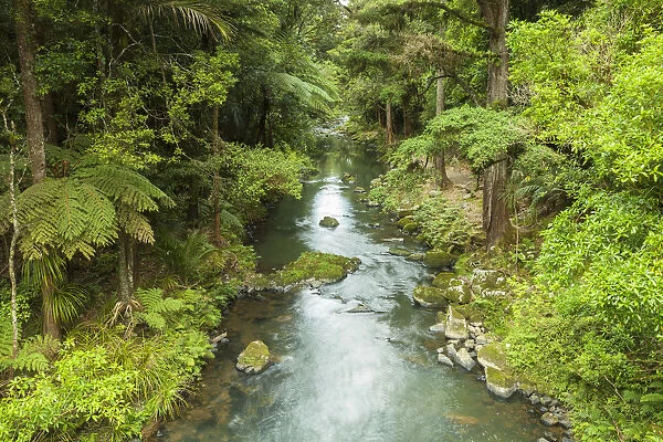 Hatea River, the river just below Whangerai Falls. Whangerei, Northland, North Island, New Zealand