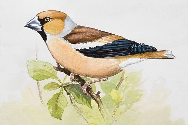 Hawfinch (Coccothraustes coccothraustes) perching on branch, side view