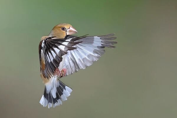 Hawfinch (Coccothraustes coccothraustes) in flight, flight photo, Siegerland, North Rhine-Westphalia, Germany
