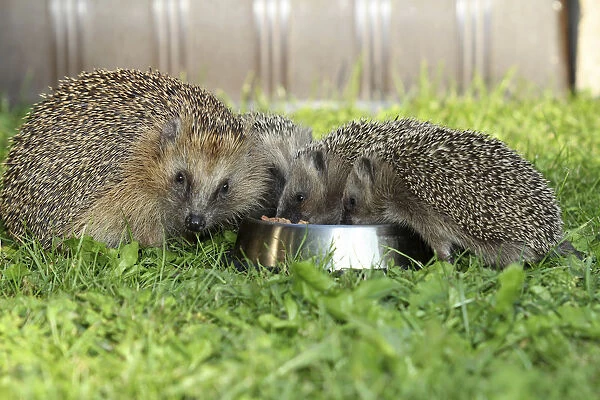 Hedgehog -Erinaceus europaeus-, female and young animals, 4 weeks, feeding from feeding bowl in the garden, Allgau, Bavaria, Germany