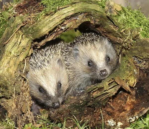 Hedgehog -Erinaceus europaeus-, young animals in old tree stump, Allgau, Bavaria, Germany