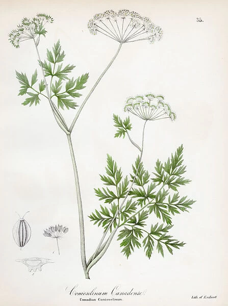 Hemlock parsley botanical engraving 1843