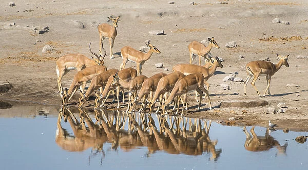 Herd of Black-faced Impalas -Aepyceros melampus petersi- drinking, Chudop water hole, Etosha National Park, Namibia