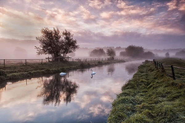 Swans. Hertford, Hertfordshire, UK. October 13, 2012