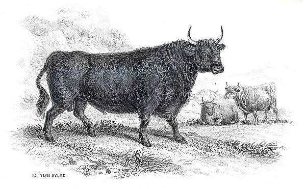 Highland cattle lithograph 1884