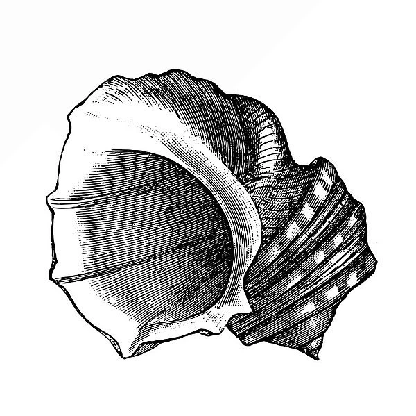 Hone shell (lima squamosa)