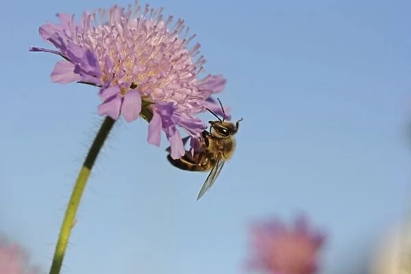 Honey bee -Apis sp. -, on a Field Scabious -Knautia arvensis-, Baden-Wuerttemberg, Germany, Europe