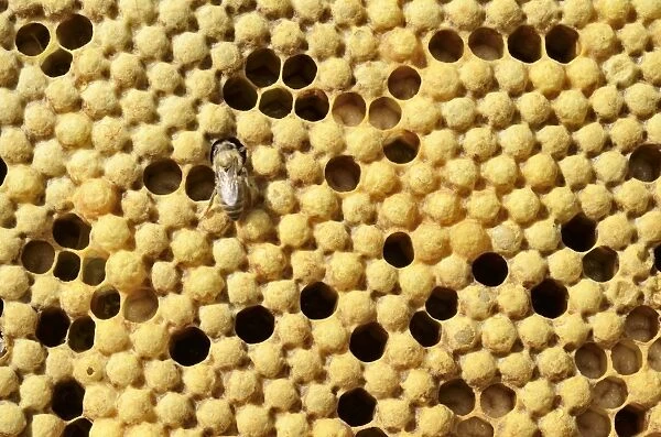 Honey bees -Apis mellifera var carnica-, brood comb with capped drone brood