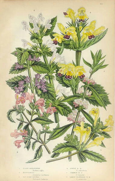 Horehound, Lamiaceae, Motherwort, Nettle, Stinging Nettle, Hemp, Victorian Botanical Illustration