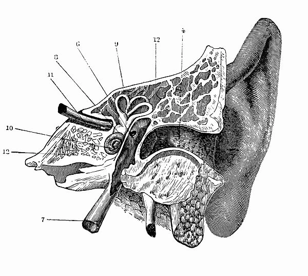 Human Ear. Antique medical scientific illustration of human ear