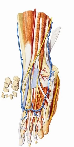 Human foot, internal anatomy