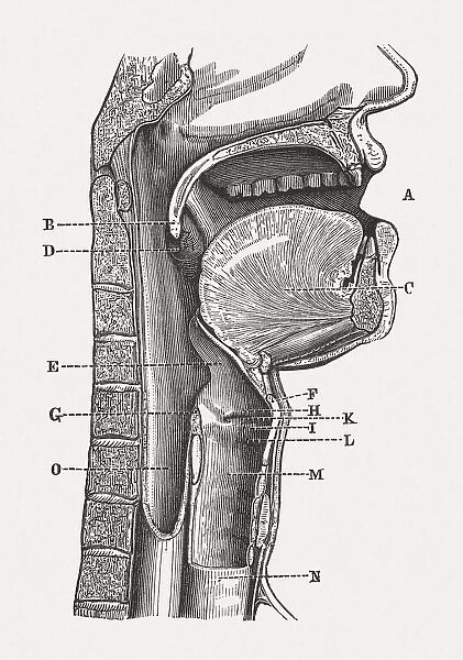 Human speech organs, wood engraving, published in 1880