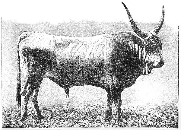 Hungarian bull