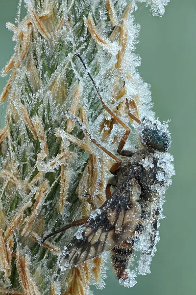 Ibis Fly -Atherix ibis-, with hoarfrost ice crystals, Hesse, Germany