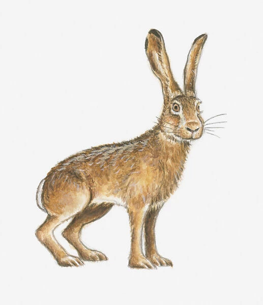 Illustration of a brown hare