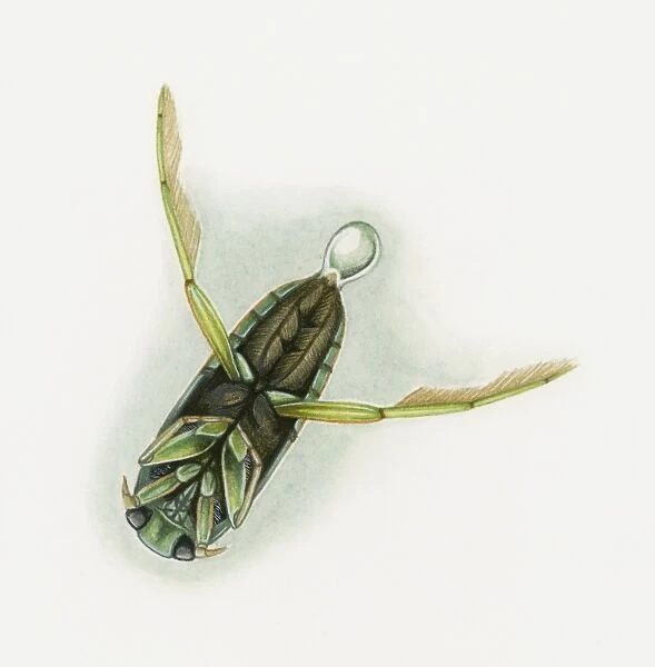 Illustration of a diving beetle (Dytiscidae) releasing air bubble underwater, underside