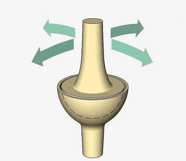 Illustration, ellipsoidal joint, arrows indicating possible directions of movement