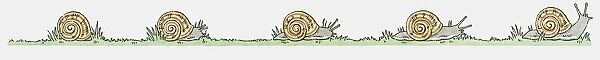 Illustration of Garden Snails (Helix aspersa) on the move
