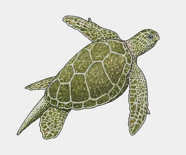 Illustration of Green Turtle (Chelonia mydas)