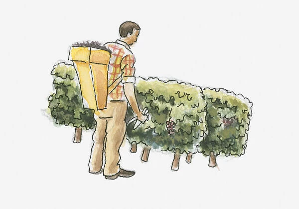 Illustration of man picking grapes in vineyard